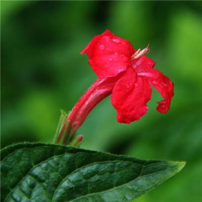 幻境缘无限元宝内购版下载